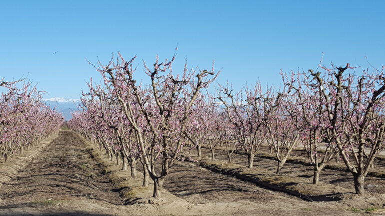 cherry blossoms