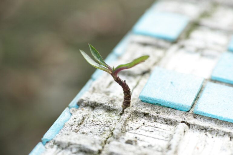 A small plant growing in an unlikely place. Photo by Engin Akyurt: https://www.pexels.com/photo/green-leafed-plant-on-sand-1438404/