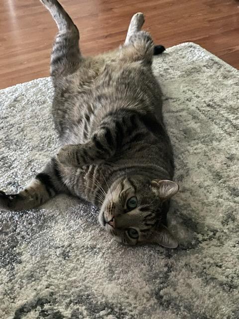 Tigger, the cat, laying on a rug, looking around for a belly rub