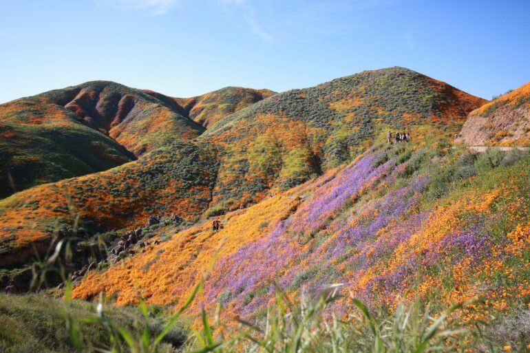 A Valley with rolling hills, that are covered with flowers.