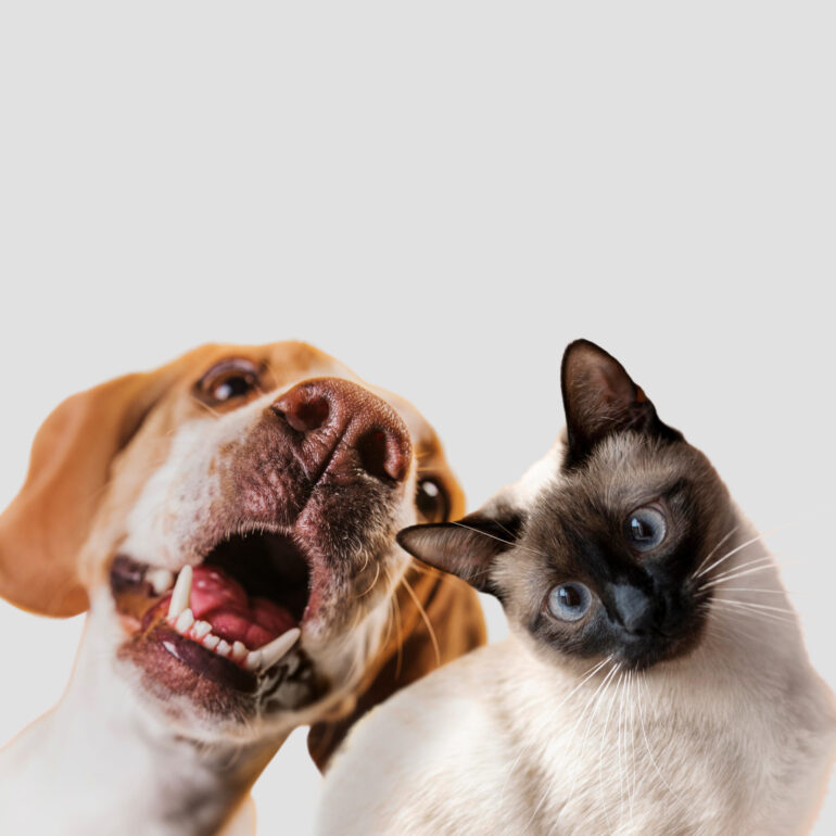 A cat and a dog looking at the camera with tilted heads.