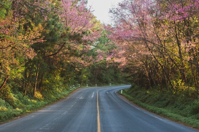 A street winding off, between trees in blossom.